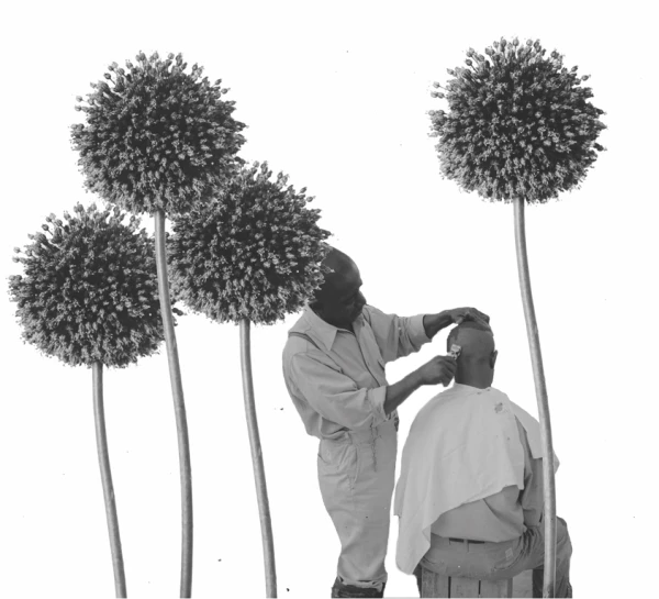 A black and white collage shows a middle-aged Black man giving a younger Black man or child a haircut. The person receiving the haircut is seated on a makeshift stool made of wood, and he wears a barber's cape that also appears makeshift. Surrounding both men are large, textured plants that resemble dandelions or allium flowers. The juxtaposition of the barber scene with the oversized flowers creates a surreal and artistic composition.